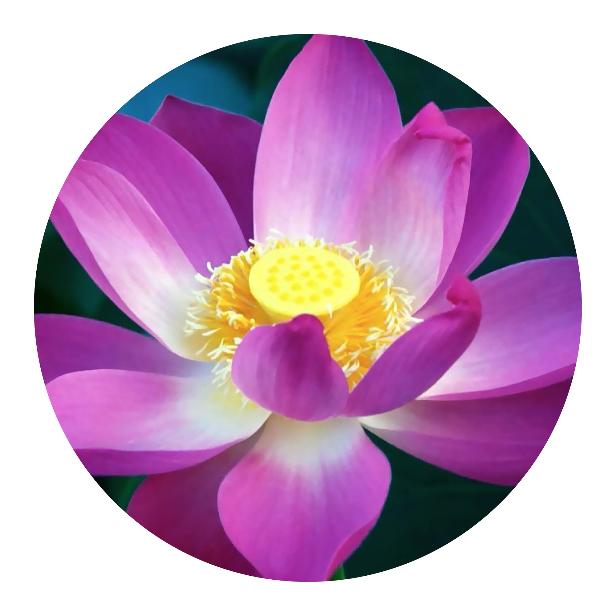 Lotus Round Metal Wall Art Round Wall Decor With A Image Of A Flower Metal Art Maker